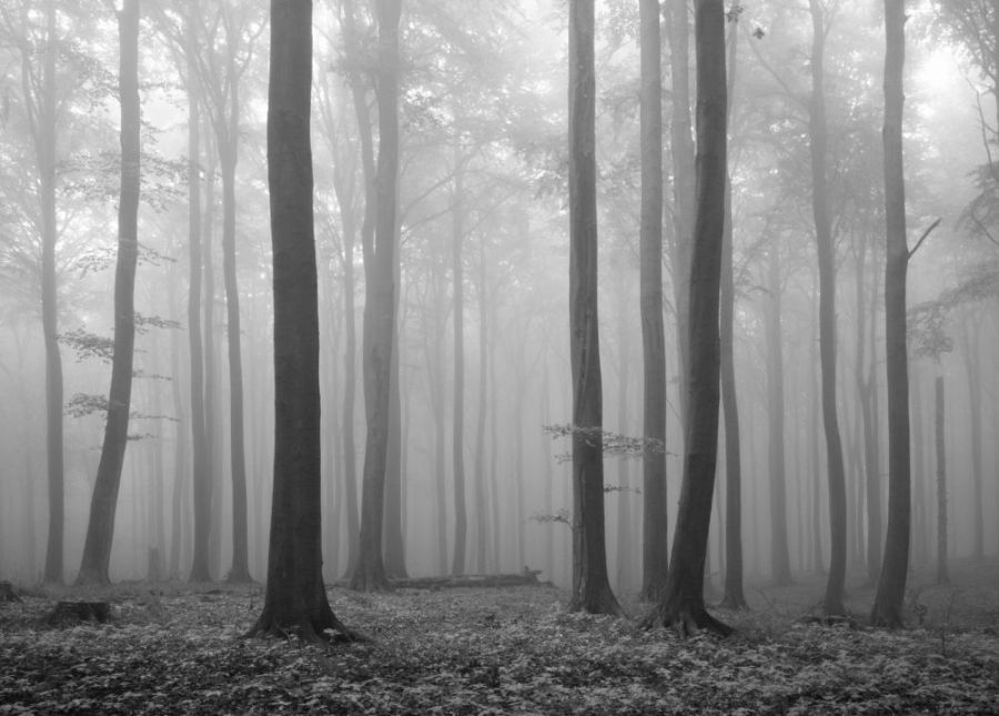 melancholy-forest